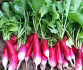 Radish Seeds 200+ French Breakfast Heirloom Vegetable Raphanus sativus - Survival Garden