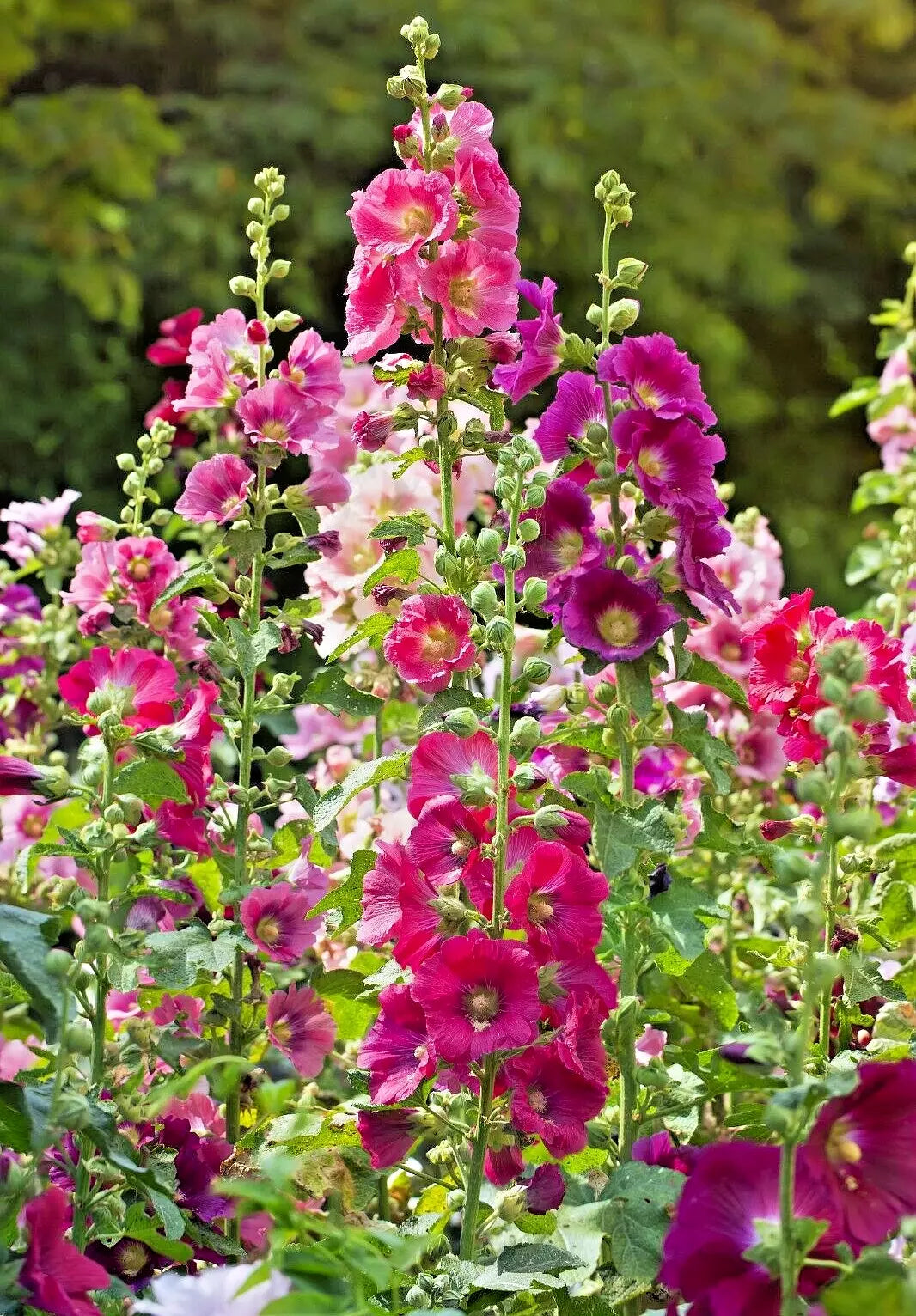 Giant Hollyhock Seeds Mix - 50 Seeds, Hardy Perennial, Easy to Grow, Colorful Variety, USA Seller