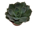 Truffles Succulent Plant 2.5" Echeveria shaviana Live Seedling Green Decorative Houseplant