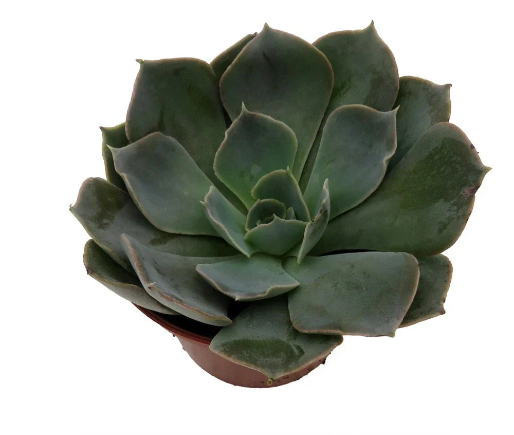 Truffles Succulent Plant 2.5" Echeveria shaviana Live Seedling Green Decorative Houseplant