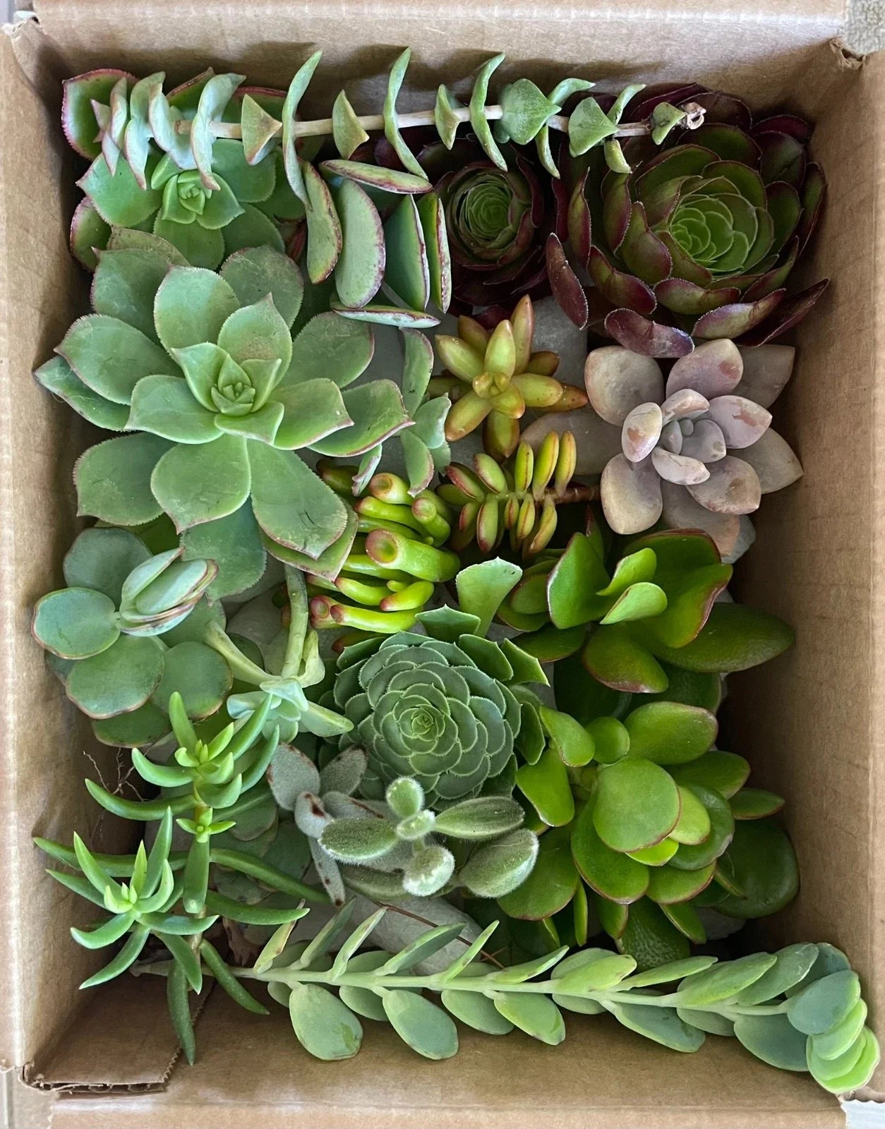 Fresh Healthy Succulent Cuttings Set of 15 Varieties - Organically Grown Plant Cuttings for DIY Projects - Perfect for Home Decor