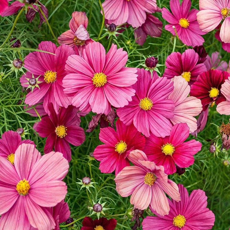 Rubinato Cosmos Seeds - 200+ Pack for Garden Planting - Cosmos bipinnatus - USA Grown, Free Shipping