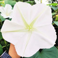 Moon Flower Seeds - 30+ Count - Ipomoea Alba - Large White Blooms for 2025 Planting