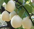 Live Asian Sand Pear Tree - White Shinko Hosui - Well-Rooted Bosc Variety - Pyrus pyrifolia