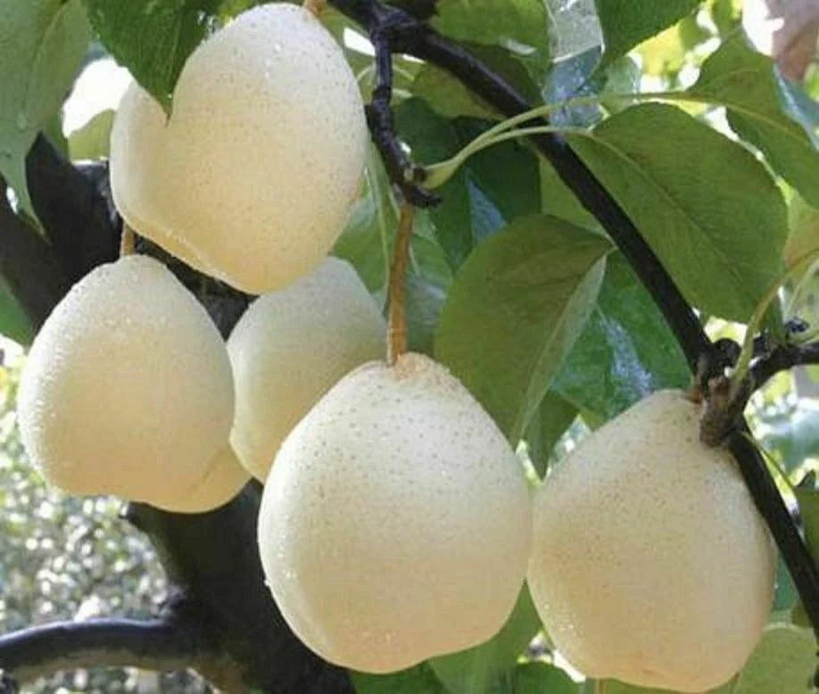 Live Asian Sand Pear Tree - White Shinko Hosui - Well-Rooted Bosc Variety - Pyrus pyrifolia