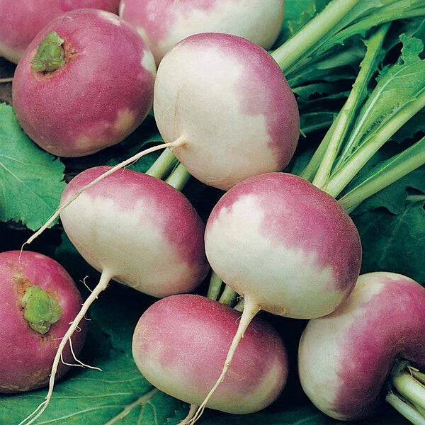 Purple Top Turnip Seeds 500+ Non-GMO White Globe Vegetable Seeds Brassica rapa – USA, Free Shipping