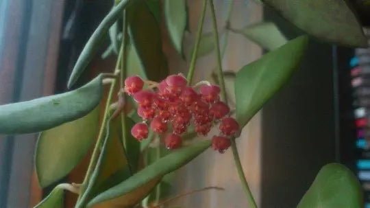 Hoya Bilobata Plant – 6" Easy Care Flowering Tropical House & Outdoor Plant, Perfect for Indoor Gardening