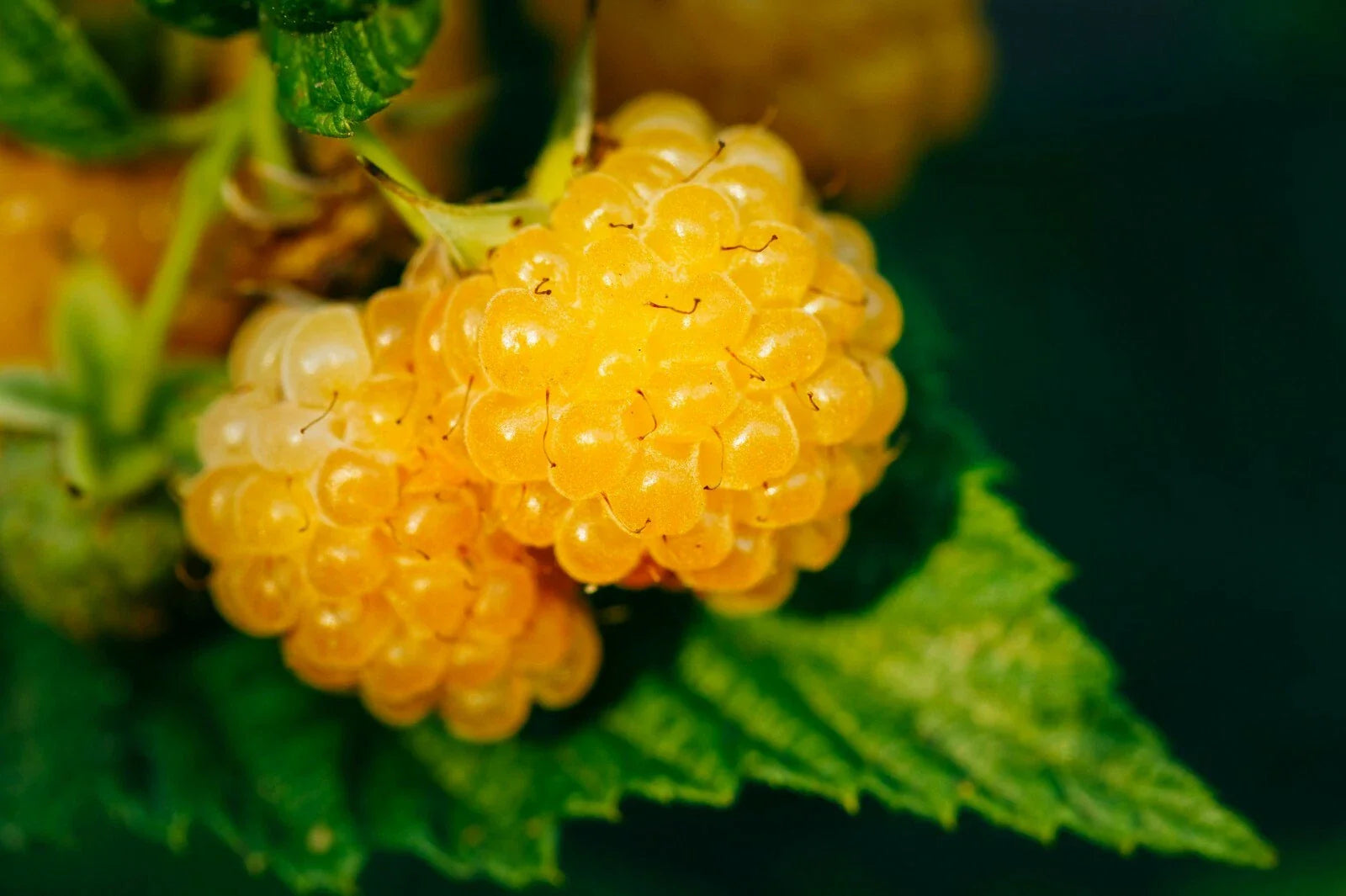 Salmonberry Seeds - 50+ Fruit Bearing Shrub Seeds - Rubus spectabilis - Hardy Edible Plant for Gardens