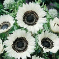 Snow White Sunflower Seeds - 25 Perennial Flower Seeds - Helianthus annuus - US Seller