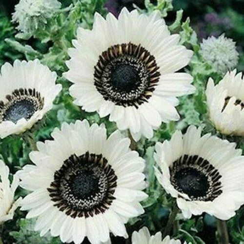 Snow White Sunflower Seeds - 25 Perennial Flower Seeds - Helianthus annuus - US Seller