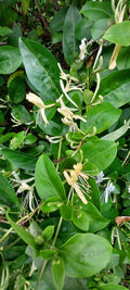 Honeysuckle Starter Plant Cuttings - 6 Unrooted Cuttings - Lonicera Species