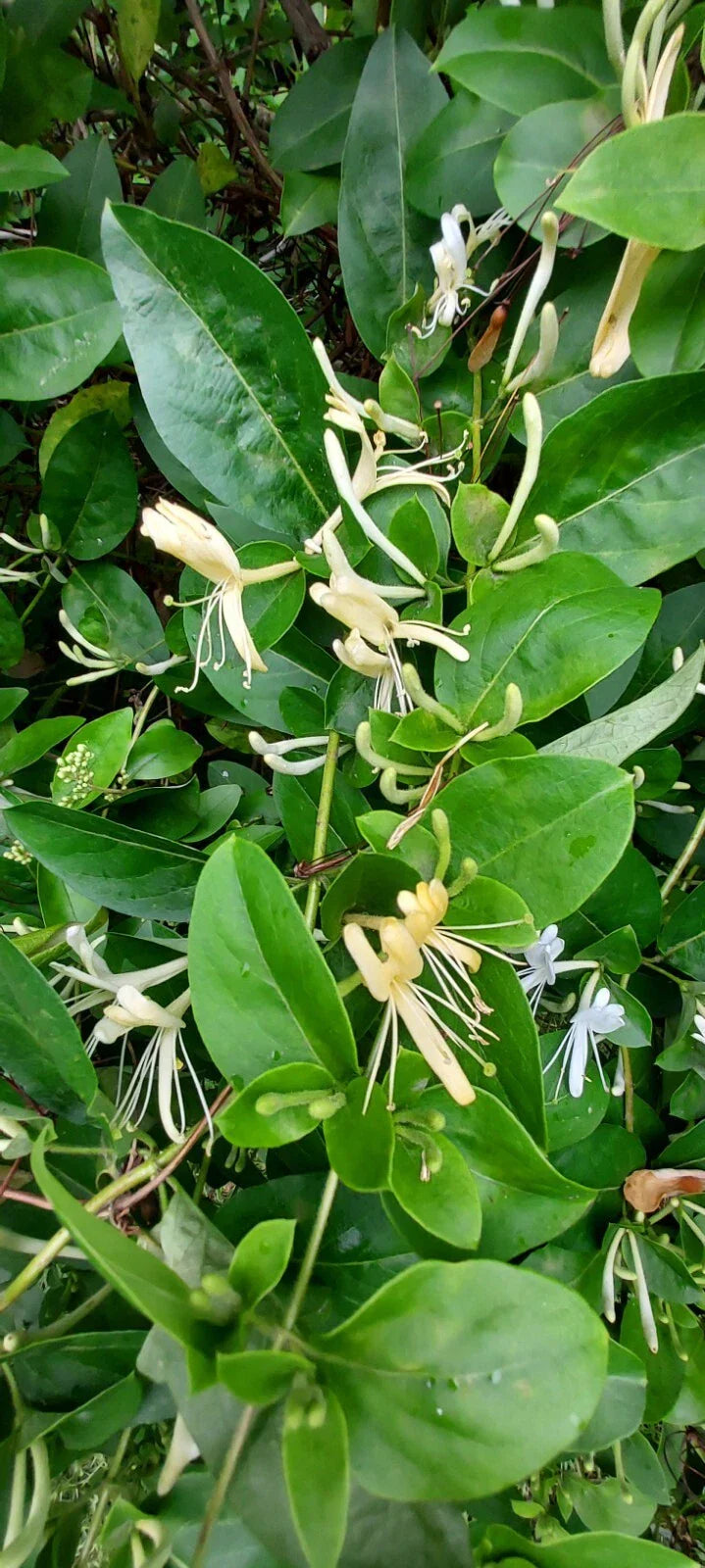 Honeysuckle Starter Plant Cuttings - 6 Unrooted Cuttings - Lonicera Species