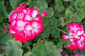 Rare Red & White Geranium Live Plant Starter Cutting 2" x 6" Pelargonium