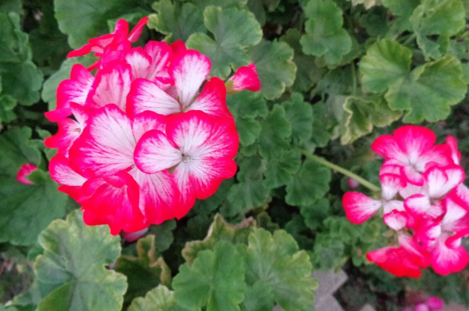 Rare Red & White Geranium Live Plant Starter Cutting 2" x 6" Pelargonium