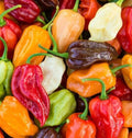 Rainbow Habanero Pepper Seeds Mix - 50+ Hot Varieties in Red, Yellow, Chocolate, White, Orange - Capsicum chinense