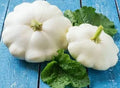White Scallop Squash Seeds - 10 Seeds - Early White Bush Squash - Cucurbita pepo