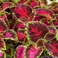 Coleus Seeds - 25+ Fairway Rose Variety - Perfect for Garden Planting - USA Grown