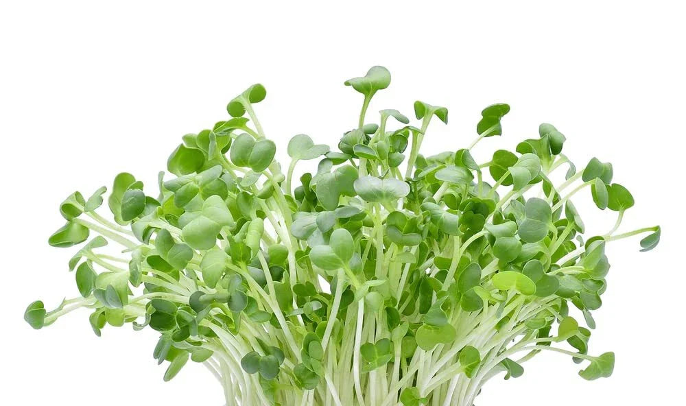 Alfalfa Microgreens Seeds - 250 Seeds - Fast Growing, Healthy Microgreens - Medicago sativa