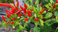 Premium Small Red Chili Peppers, 5000-20000 Scoville Units, Capsicum annuum, for Spicy Cooking and Chili Powder