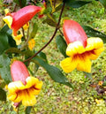 Tangerine Beauty Cross Vine Starter Plant 1ft, Yellow Orange Flowers, Bignonia Capreolata, Hummingbird Butterfly Attractant