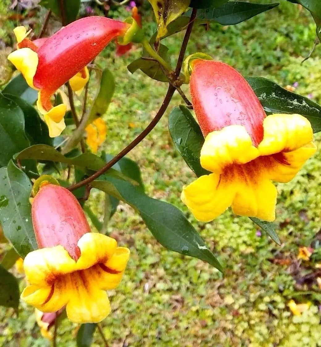 Tangerine Beauty Cross Vine Starter Plant 1ft, Yellow Orange Flowers, Bignonia Capreolata, Hummingbird Butterfly Attractant