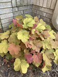 Coral Bells Live Plant - Gold Yellow Orange Velvet - Heuchera spp. - Bare Root 1pc