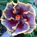 Hibiscus Seeds - 20 Cream Purple Pink Flower Seeds - Perennial Bloom - Hibiscus rosa-sinensis