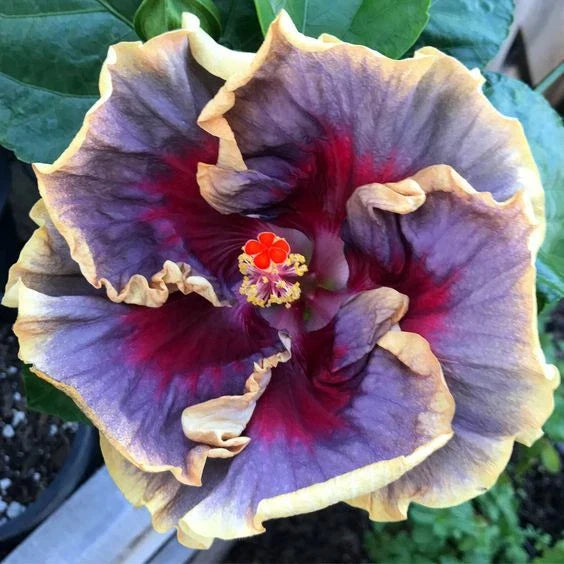 Hibiscus Seeds - 20 Cream Purple Pink Flower Seeds - Perennial Bloom - Hibiscus rosa-sinensis