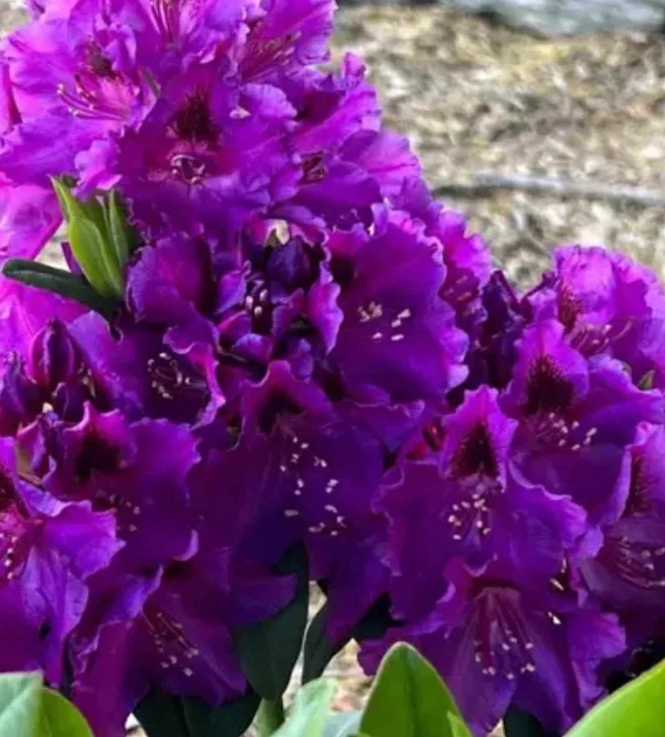 Rhododendron Starter Plant - Florence Parks - Rare Well-Rooted Variety - Perfect for Gardens!