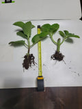 Live Plant Cuban Oregano 2-Pack - Mexican Mint, Spanish Thyme - Well Rooted (Plectranthus amboinicus)