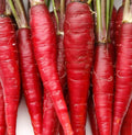 Red Carrot Seeds 500+ Atomic Variety Non-GMO Vegetable Garden Plants Daucus carota