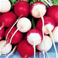 Confetti Mix Radish Seeds 200+ Non-GMO - Colorful Radish Variety for Home Garden (Raphanus sativus)