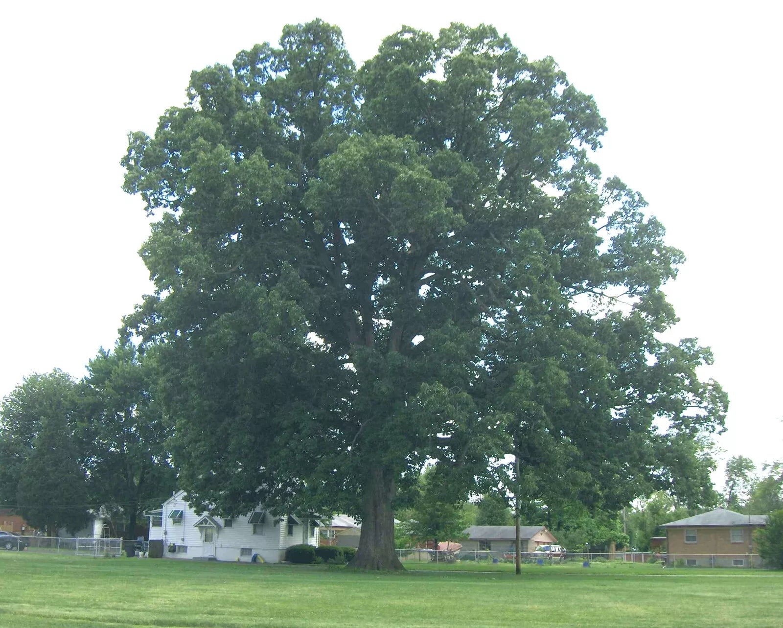 Swamp Chestnut Oak Tree Live Plant 12-24" Set of 2 Quercus michauxii Bare Root