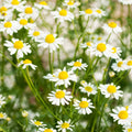 German Chamomile Seeds - Organic Herb Seeds for 2025 Planting, Matricaria Chamomilla, Aromatic Flowering Plant