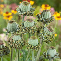 Hens and Chicks Seeds - 100 Pack - Poppy Flower - Sempervivum tectorum