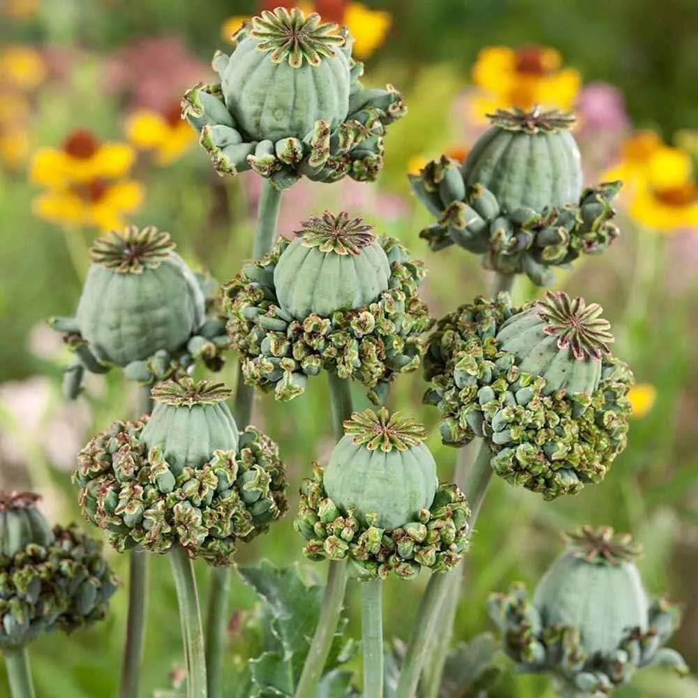 Hens and Chicks Seeds - 100 Pack - Poppy Flower - Sempervivum tectorum
