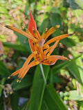 Parrot's Beak Plant 4" Pot Orange Heliconia psittacorum Live Rooted Plant