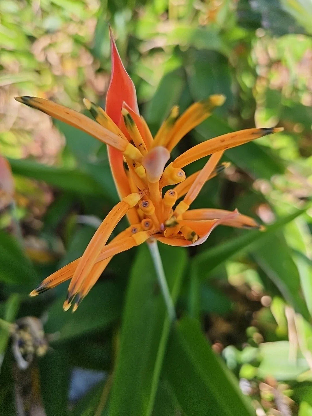 Parrot's Beak Plant 4" Pot Orange Heliconia psittacorum Live Rooted Plant