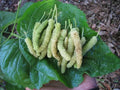 Pakistan White Mulberry Cuttings - Organic Fresh 10x for Rooting/Grafting - Morus alba