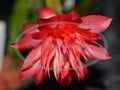 Thanksgiving/Christmas Cactus Cuttings - Schlumbergera "Laranja Dobrada" - Healthy No Roots Plant Cuttings for Propagation