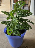 Monstera Deliciosa Live Plant Cuttings 5ct Unrooted Swiss Pothos Indoor Houseplant