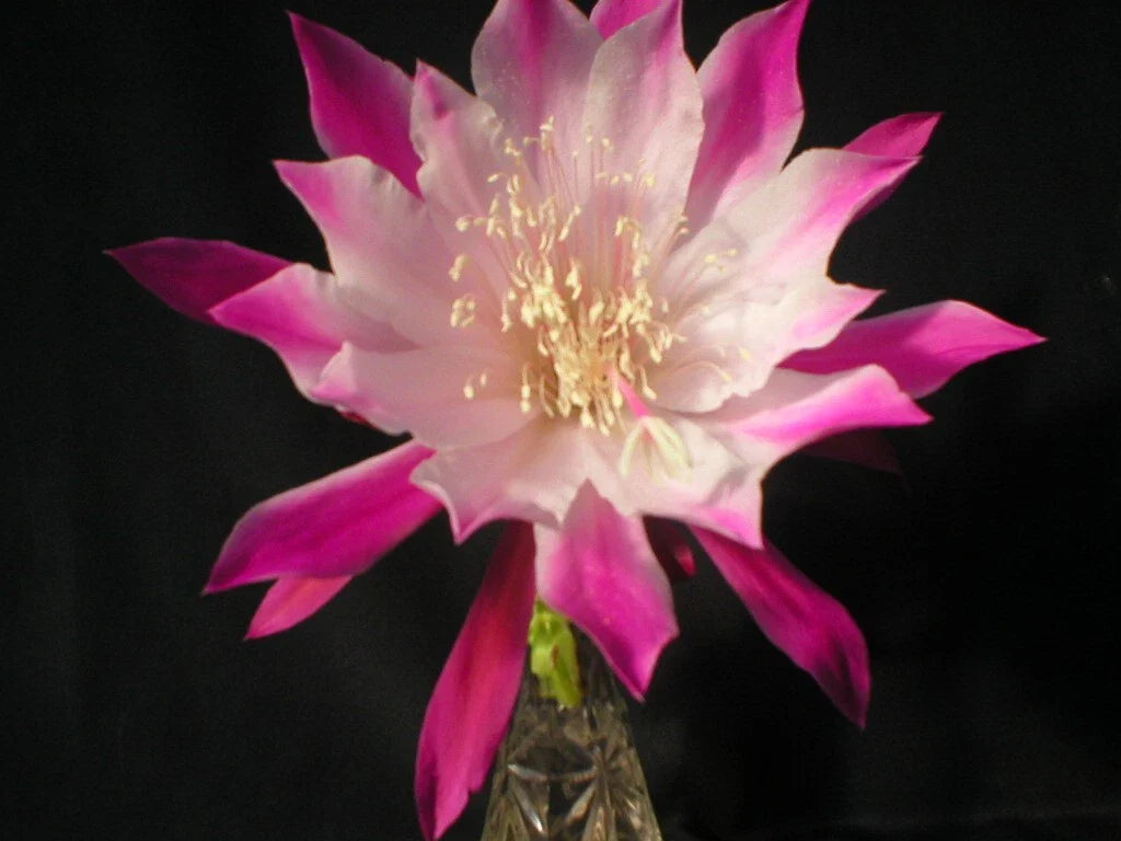 Epiphyllum Cuttings - Bumpkin Orchid Cactus - Don's Cuttings - July 4