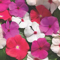 Vinca Sunsplash Mix Seeds 500 Count - Catharanthus roseus Variety