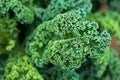 Dwarf Blue Curled Scotch Kale Seeds, NON-GMO, Blue Vates, Organic, Heirloom, Vegetable Gardening, Brassica oleracea