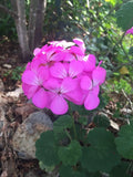 Purple Pink Pelargonium Zonal Geranium Live Plant Starter Cuttings 12x6" - Geranium zonale