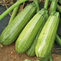 Grey Zucchini Squash Seeds | Mexican Gray Calabacita Summer Courgette | Kousa 2025