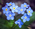 Blue Forget Me Not Seeds - 200+ Vibrant Blue Seeds | Cynoglossum Amabile - Free Shipping
