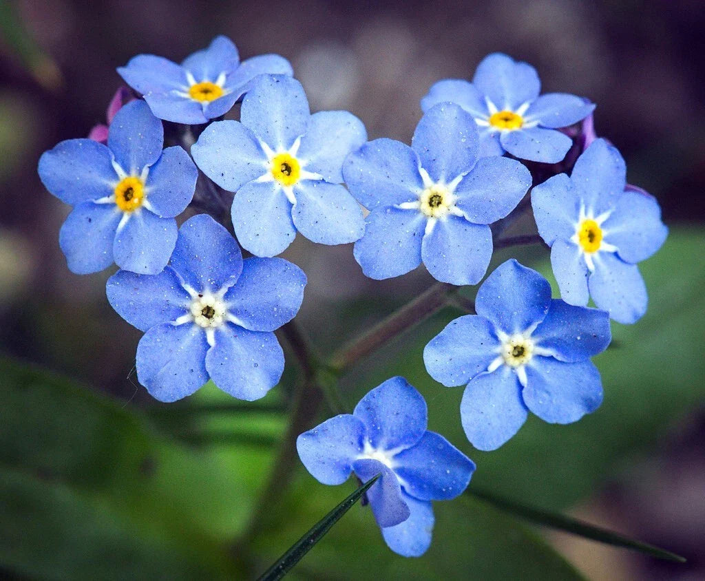 Blue Forget Me Not Seeds - 200+ Vibrant Blue Seeds | Cynoglossum Amabile - Free Shipping