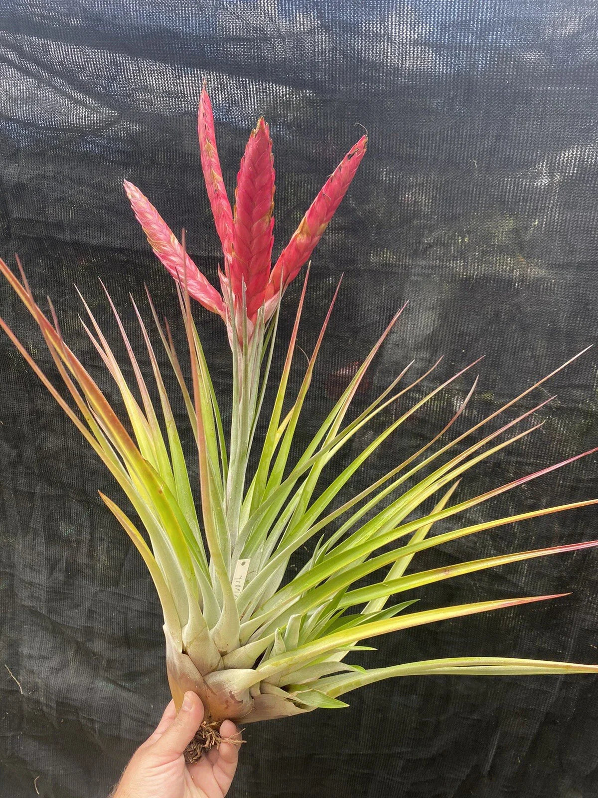 Tillandsia Tropiflora Air Plant - Unique Tropical Variety - Low Maintenance Houseplant - Perfect for Home Decor