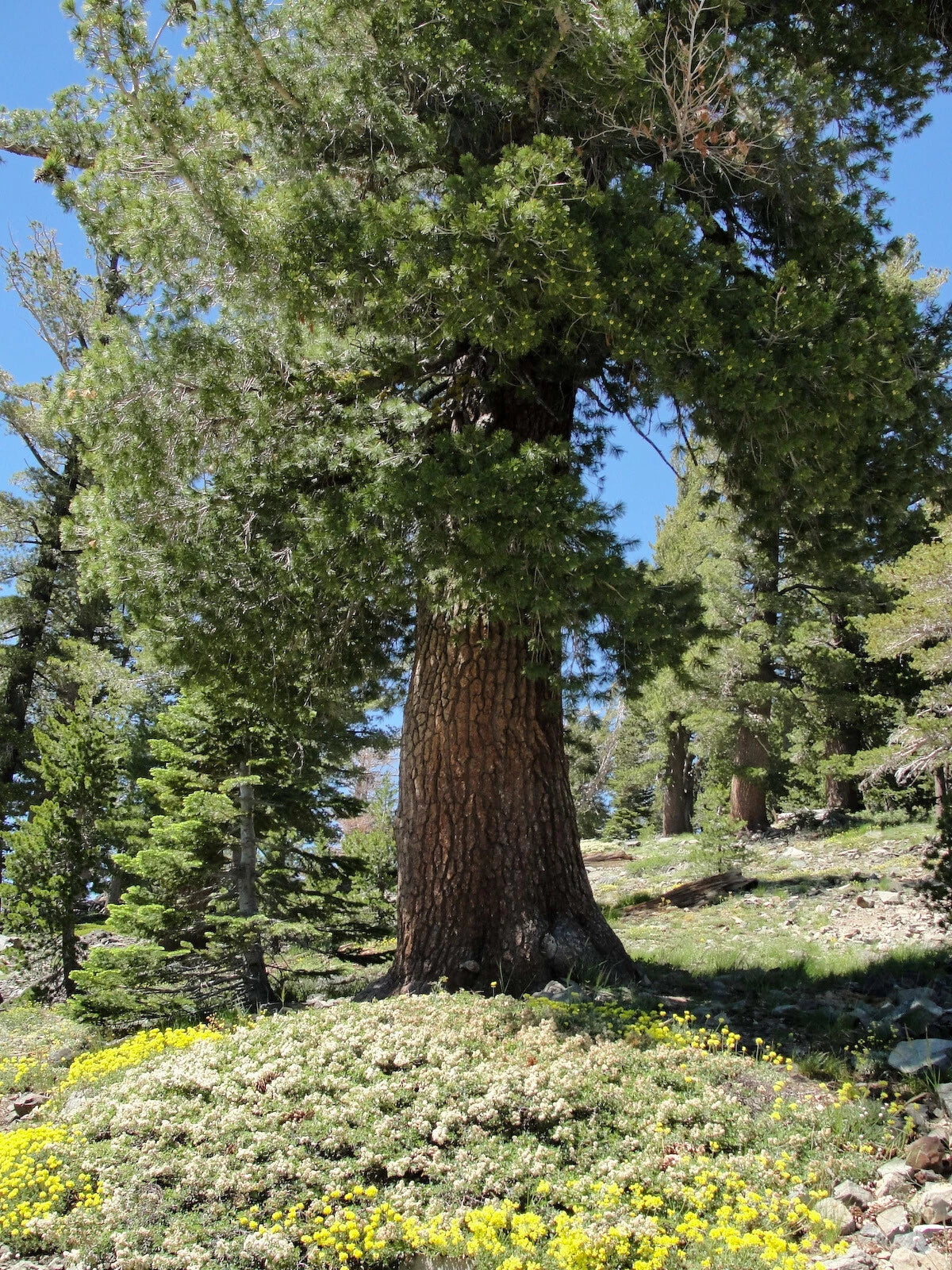 Western White Pine Seeds - Pinus monticola - 20 Premium Seeds for Planting